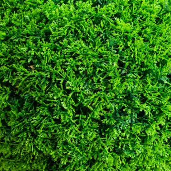 16in. UV Resistant Artificial Mediterranean Cypress Topiary Plant (Indoor/Outdoor) {4}