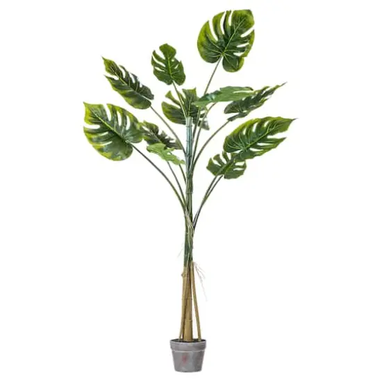 4.5ft. Potted Grand Split Philodendron Tree {1}