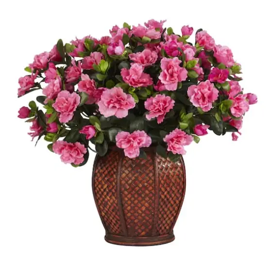 20" Azalea Plant with Vase {1}