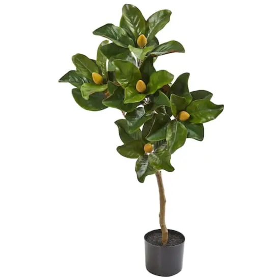 3ft. Potted Magnolia Tree {1}