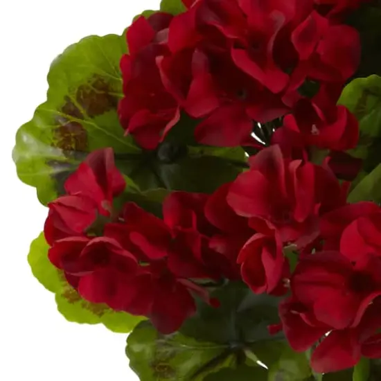 Red Geranium Bush, 4ct. {4}