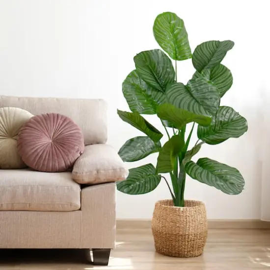 4ft. Potted Two Tone Green Calathea Floor Plant {3}