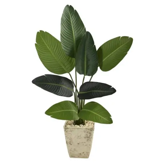 4ft. Travelers Palm Tree in Country White Planter {1}