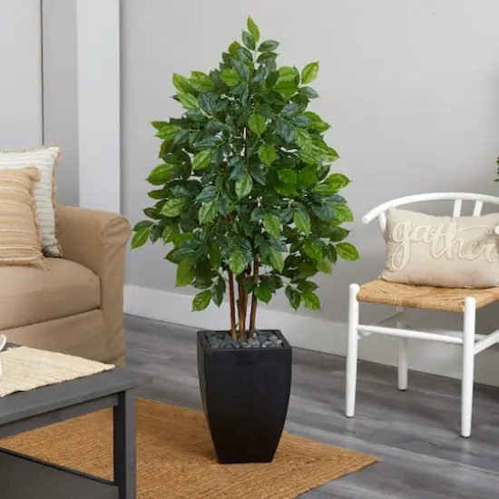 5ft. River Birch Tree in Black Planter {3}