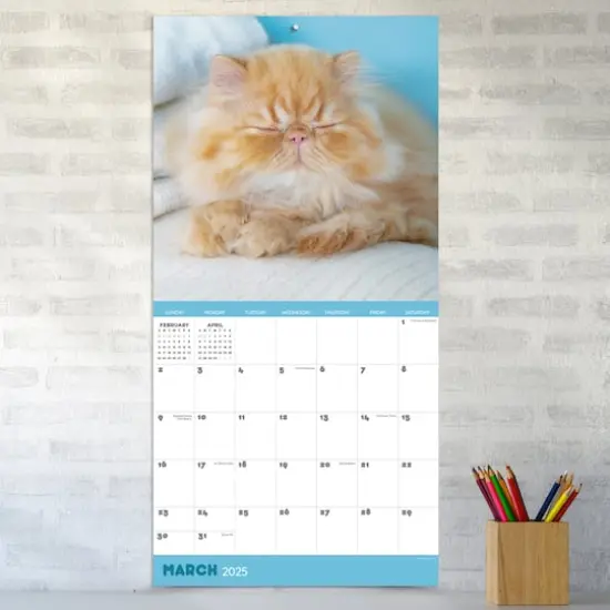 TF Publishing 2025 Cat Dreams Wall Calendar {4}