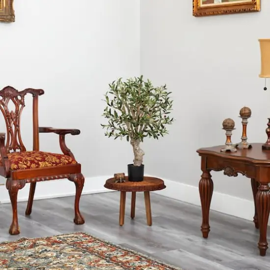 2ft. Potted Olive Tree {5}