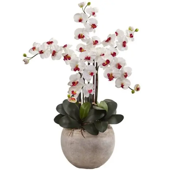 3ft. Moth Orchid Arrangement in Sand Colored Bowl White {1}