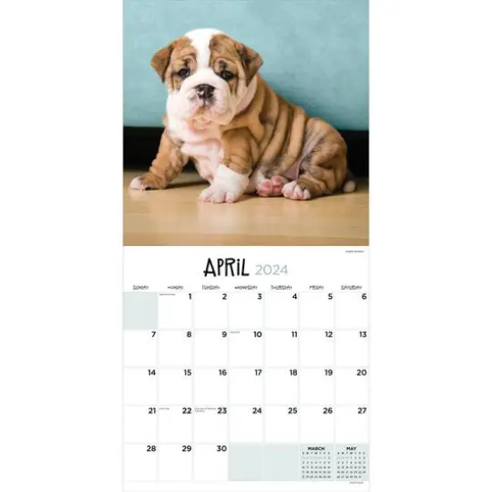 TF Publishing 2024 Puppies Wall Calendar {4}