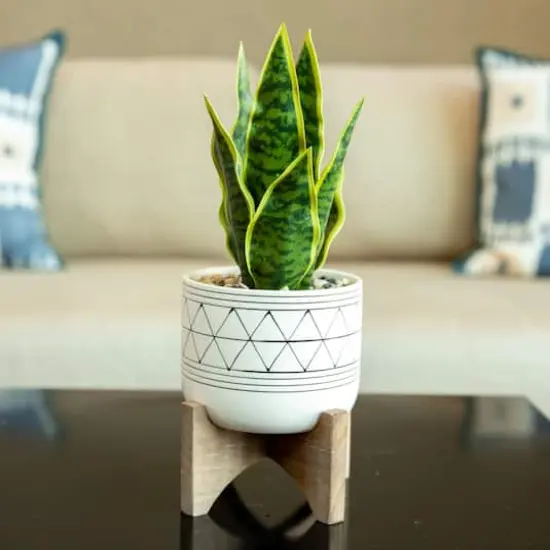 Flora Bunda&reg; 12" Snake Plant In Ceramic On Stand {4}