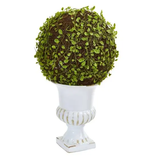 18" Mohlenbechia Ball Topiary in White Urn {1}