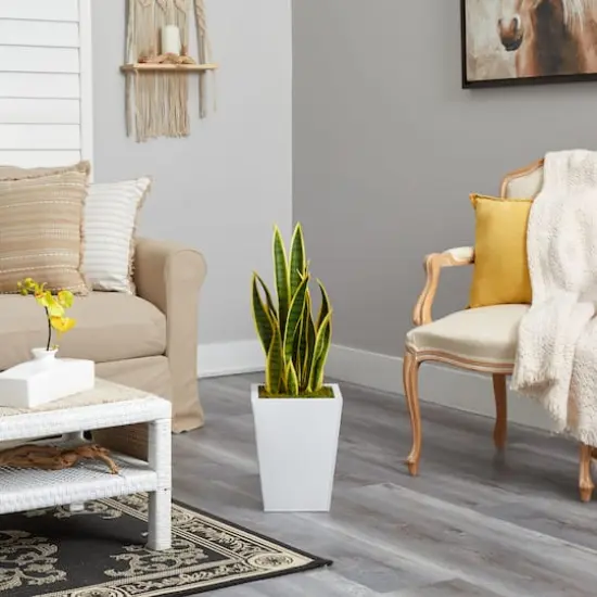 2.5ft. Snake Plant in White Metal Planter {5}