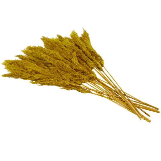 Dried Plant Pampas Natural Foliage with Long Stems Yellow {4}
