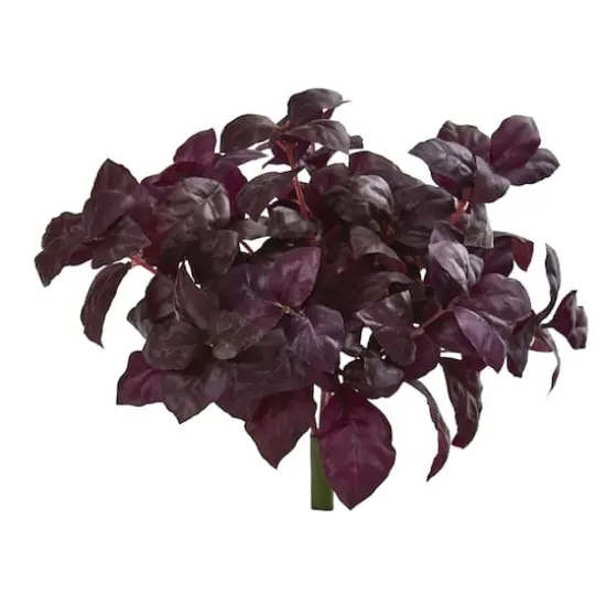 Burgundy Basil Bush, 6ct. {1}