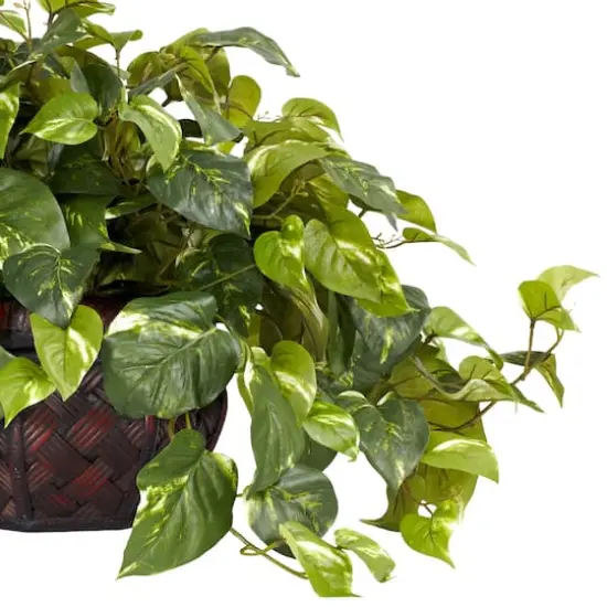 15" Potted Pothos Plant {3}