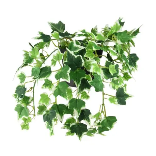8" Spring Potted Mini Ivy Bush {1}