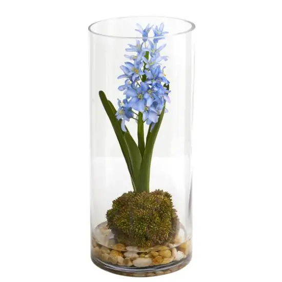 14" Blue Hyacinth & Sedum Arrangement in Cylinder Vase {1}