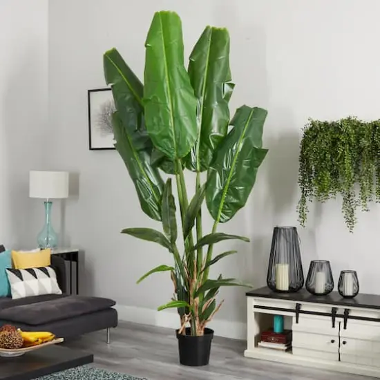 8.5ft. Potted Giant Travelers Palm Tree {4}