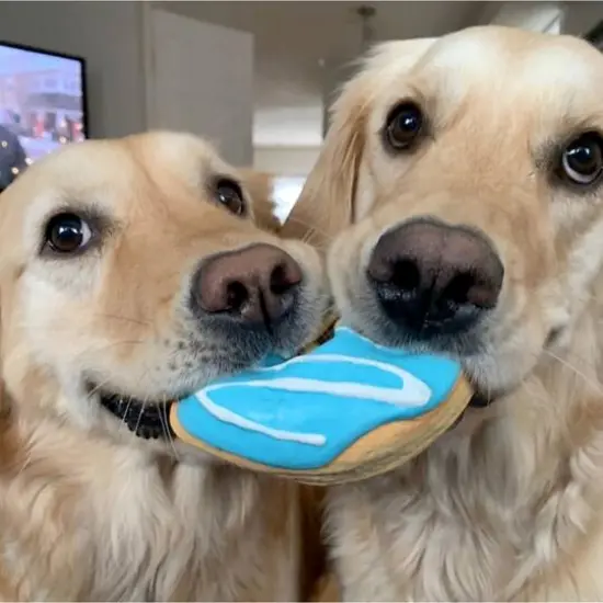 fouFIT Donut Chew Dog Toy Blue {3}