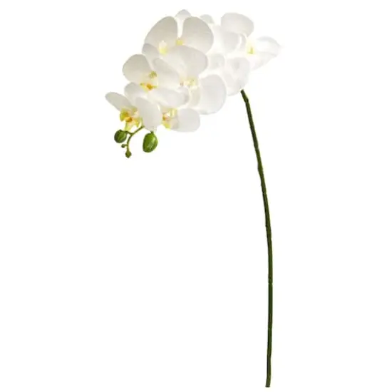White Moth Orchid Stem, 6ct. {1}