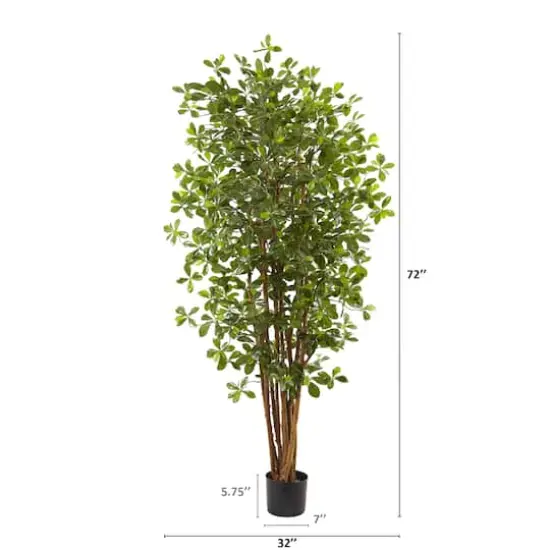 6ft. Potted Black Olive Tree {3}