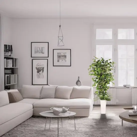 6ft. Artificial Ficus Microcarpa Tree in White Decorative Pot {4}