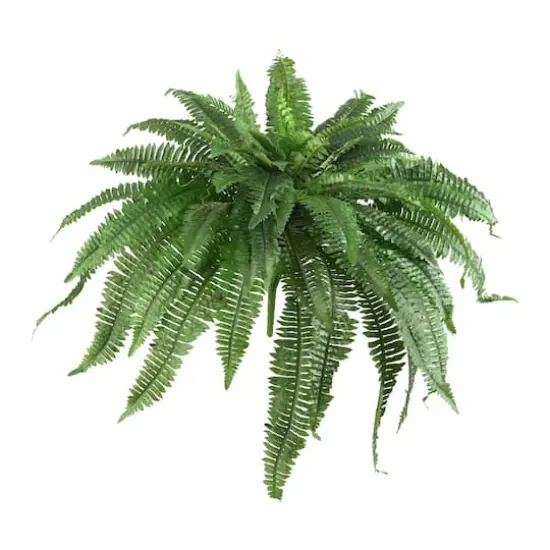 21" Boston Fern, 2ct. {1}