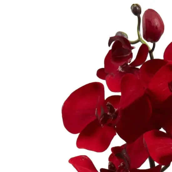 Christmas Red Moth Orchid Pick, 4ct. {5}