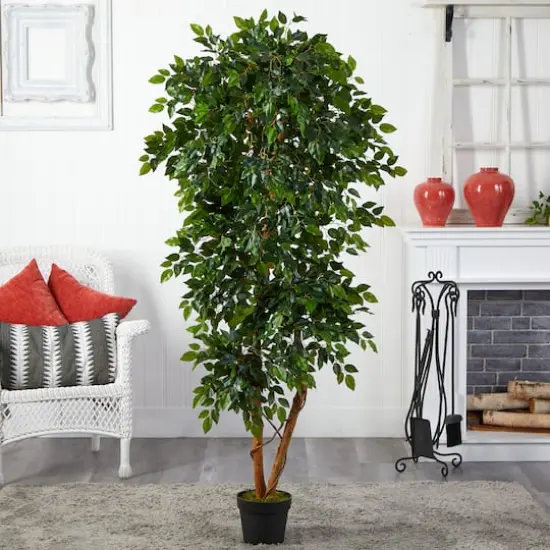 6ft. Potted Elegant Ficus Tree {3}