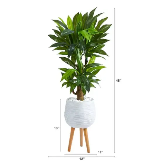 4ft. Corn Stalk Dracaena Plant in White Planter with Stand {3}