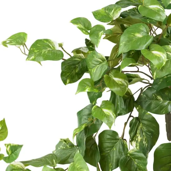 2ft. Pothos Hanging Bush, 3ct. {4}