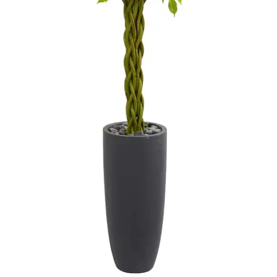 6.5ft. Braided Ficus Tree in Cylinder Planter {4}