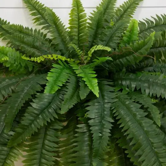 4ft. UV-Resistant Artificial Boston Ferns, 2ct. {8}
