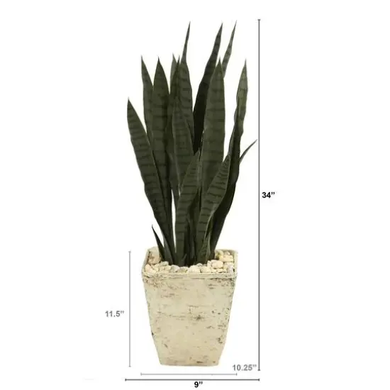 3ft. Snake Plant in Country White Planter {3}