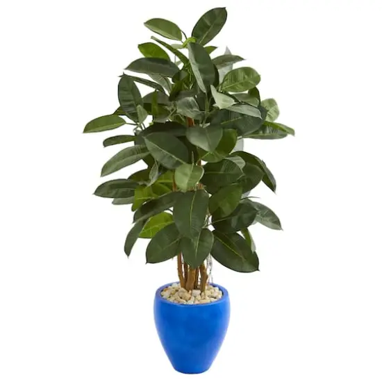 4.5ft. Rubber Tree in Blue Planter {1}