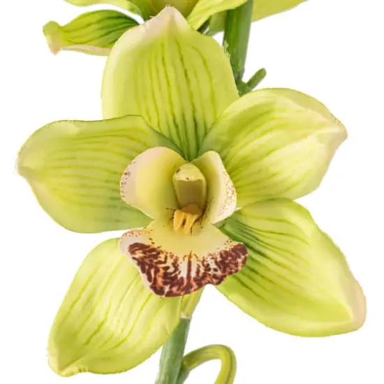 Tropical Cymbidium Stem by Ashland&reg; Pale Green {4}
