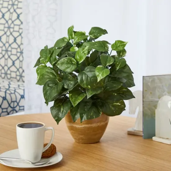 14" Pothos Plant in Ceramic Planter {3}