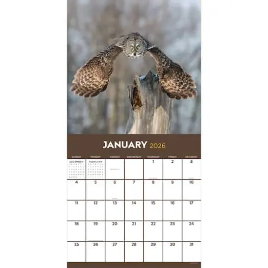 2026 Owls Wall Calendar {3}