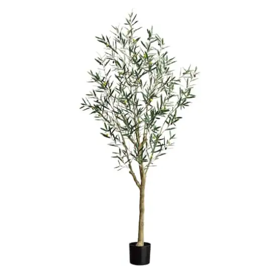 7ft. Potted Greco Olive Tree {1}