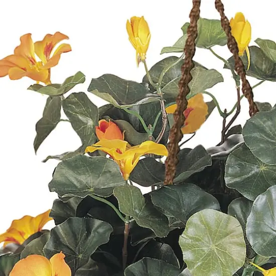 22" Golden Nasturtium Hanging Basket {4}