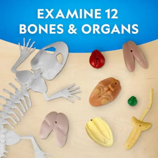 National Geographic&trade; Glow-in-the-Dark Gecko Dissection Lab {4}