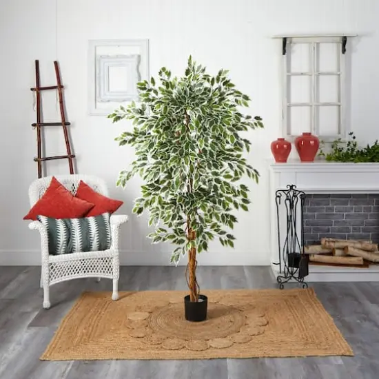 6ft. Potted Hawaiian Ficus Tree {6}