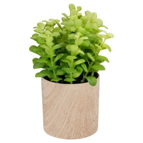 10" Green Privet Plant in Faux Wood Pot {1}