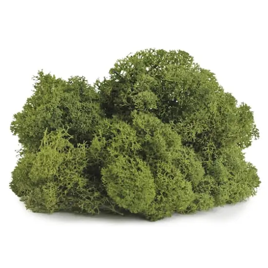 SuperMoss&reg; Basil Reindeer Moss {1}