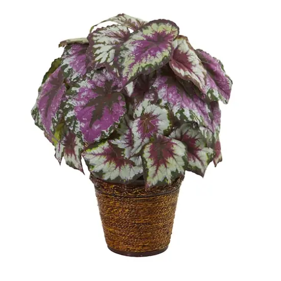17" Wax Begonia Plant in Basket {1}