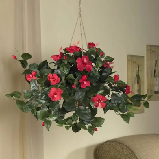 24" Red Hibiscus In Hanging Basket {3}