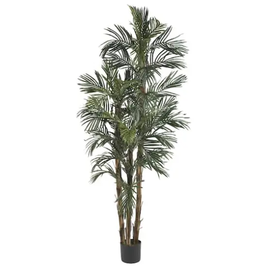 6ft. Potted Robellini Palm Tree {1}