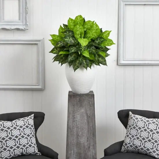 2.5ft Dumb Cane Plant in White Planter {3}