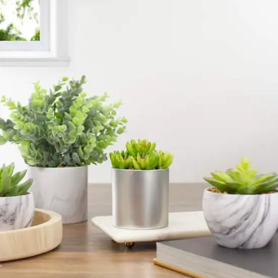 4.75" Potted Green Sedum Succulent {3}