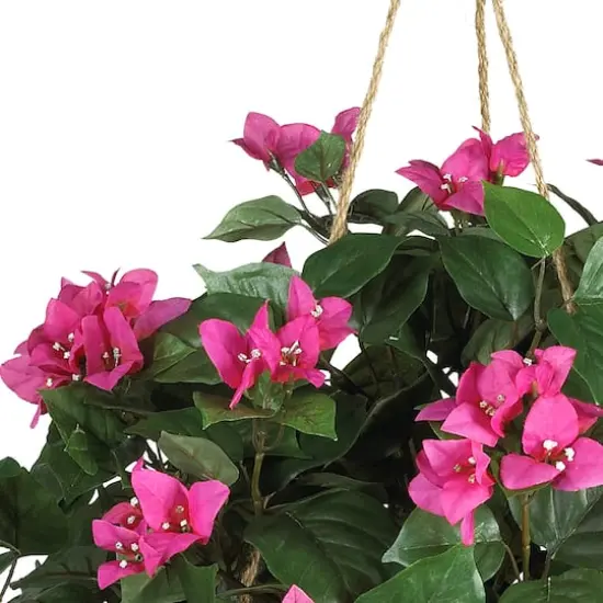24" Pink Bougainvillea Hanging Basket {3}