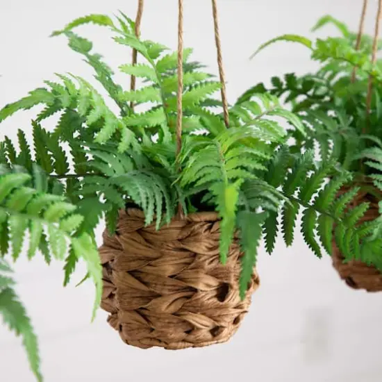 10" UV-Resistant Boston Ferns in Hanging Wicker Baskets, 3ct. {8}
